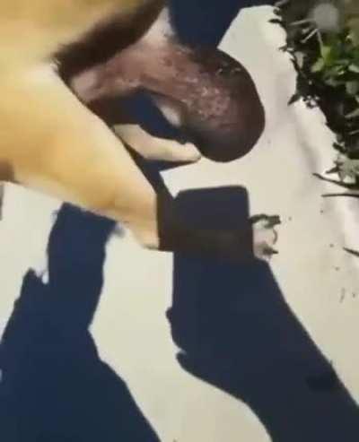 this... is... poopmman! 😲