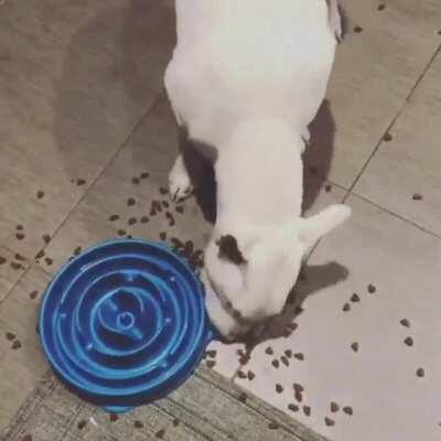 Собаке купили специальную миску, чтоб она не съедала всё очень быстро.