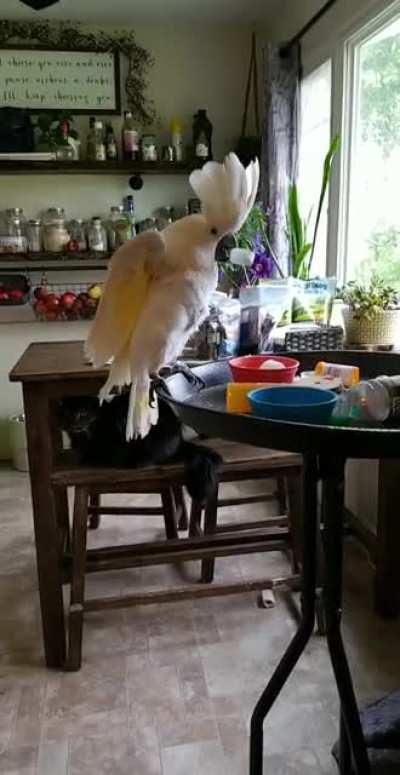 Screaming, party of 2.