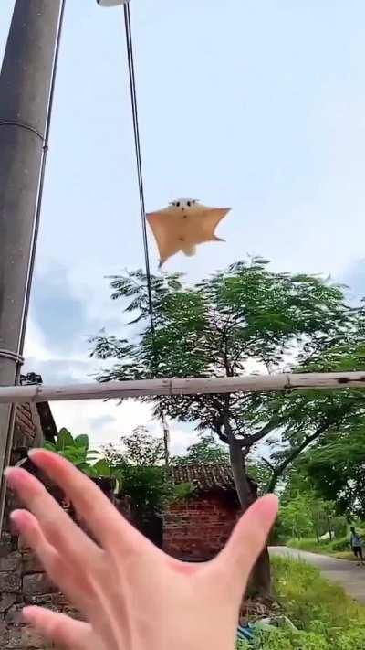 This palm-size sugar glider is native to the forest of Indonesia, Australia and Papua New Guinea. While this little one is clearly still learning how to spread his wings, more experienced sugar gliders can glide half the length of a soccer pitch all at on