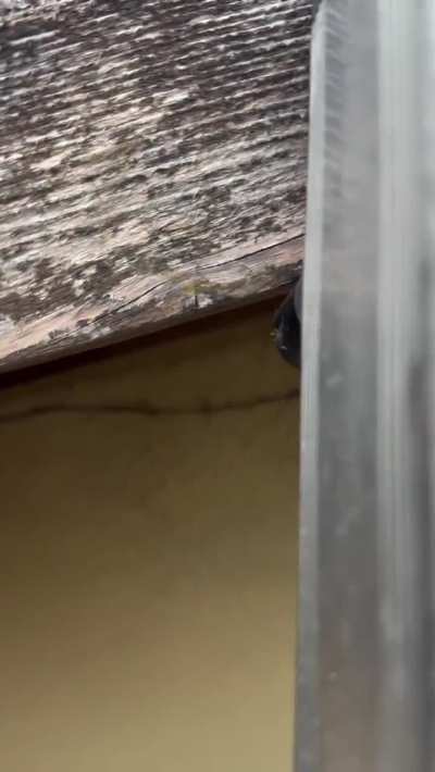 The hunter became the hunted