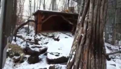A Siberian Tiger becomes best friends with his intended dinner..