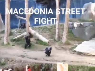 Monkedonia street fighter