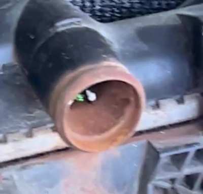 What kind of bug is this?