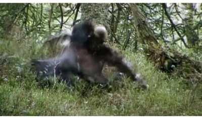 Grouse decides to fight with eagle...