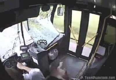 A deer crashing with a bus