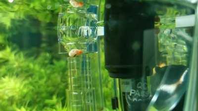 Just a random snail riding the carousel