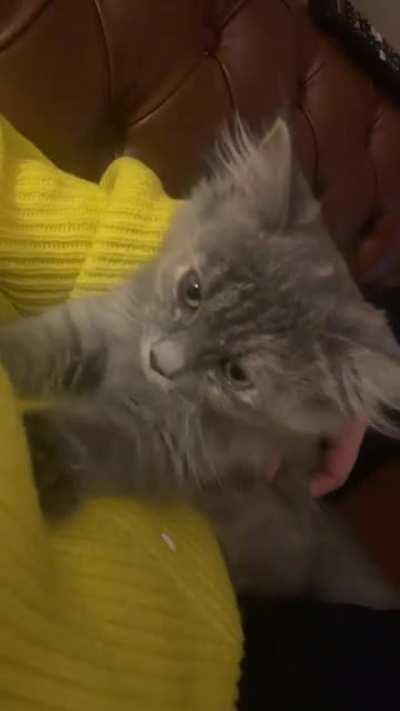 Nermal’s last time here