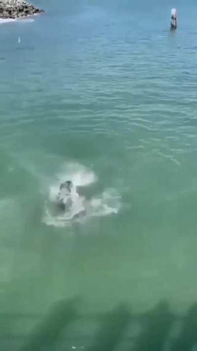 don't steal food from a sea lion