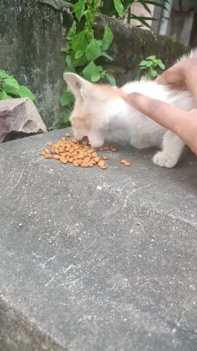 Feeding Him Streak 7!