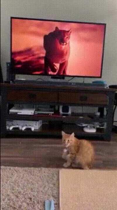 Big TV floof vs little kitty floof