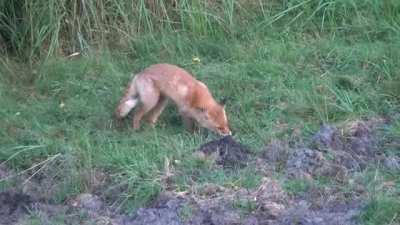 🔥 Red Fox catches a mole, but spits it out because they don't actually like to eat moles.