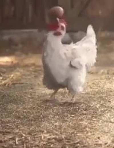 تصورم ازمرغ ناپیدا در ایران در سال99