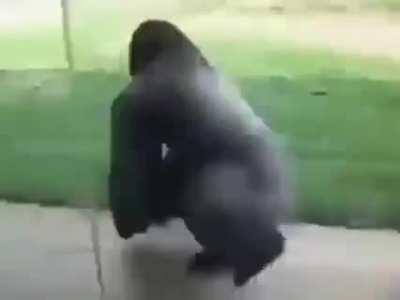 SPINNING MONKE😮🐵🐵