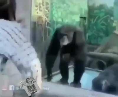 Woman doesn't get the monke sigma grindset