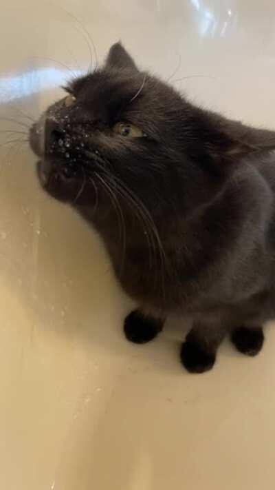 My black beauty enjoying the deliciousness of running water for the first time 🖤