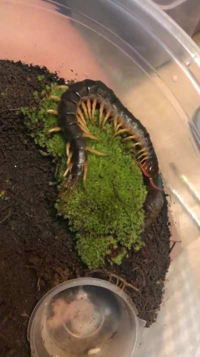 Scolopendra Subspinipes