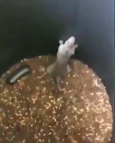 Ta futucando o q no lixo?