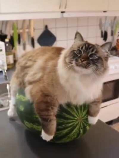 Mother cat incubating her watermelon