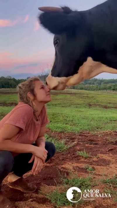 Cow returns a kiss