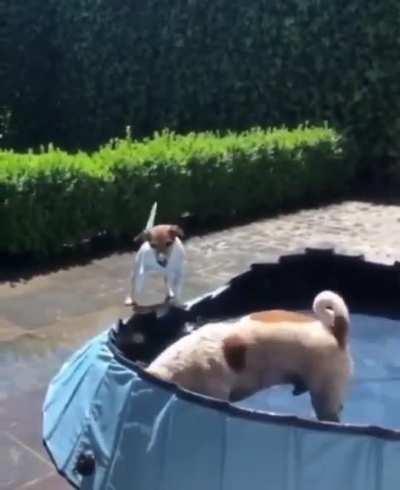 Pool playtime