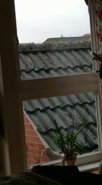 Meine Eltern haben sich am Abend über ein lautes Geräusch am Fenster gewundert. Die Auflösung kam heute Nachmittag: