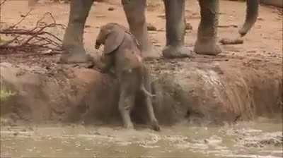 Really Animals being bros  ....