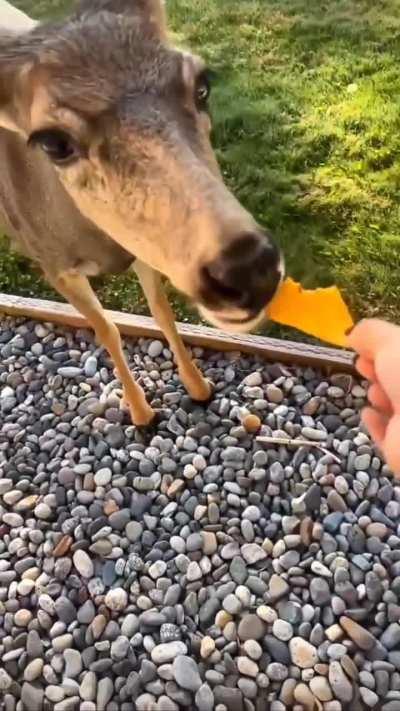 No such thing as a free lunch