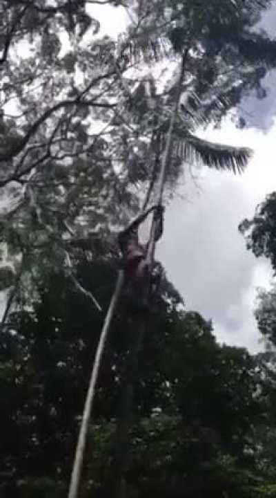 Brazilian Tarzan
