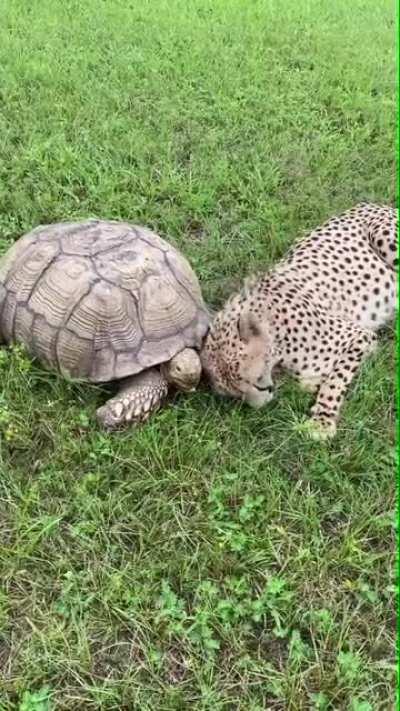 🔥 Cheetah and Tortoise are friends 🔥