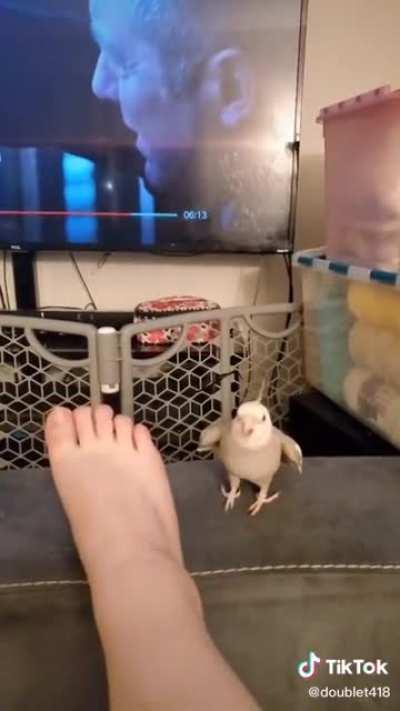 [TikTok] Not OC but very cute