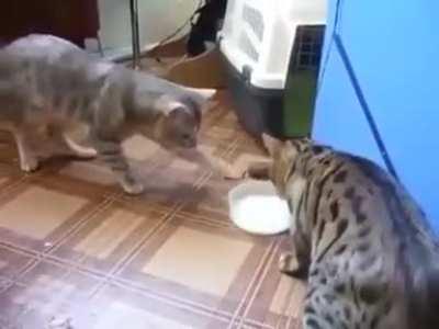 Cats being bros by sharing.