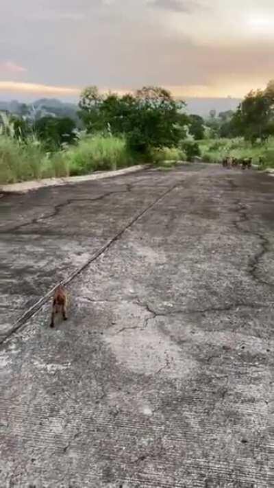 This goat was lost, a family took care of him, and the next day his family came looking for him.