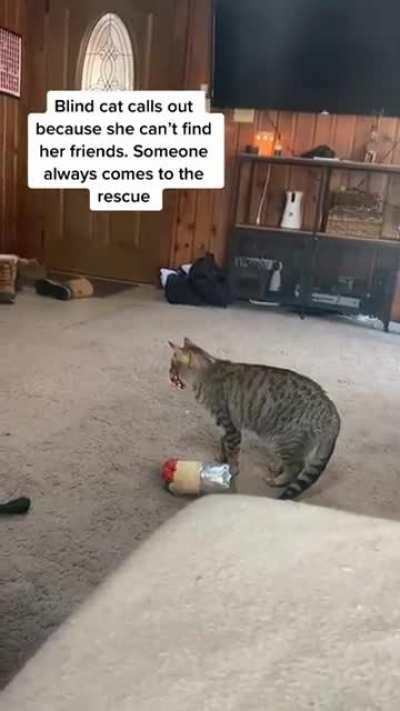 Blind cat calls her friends for help and someone always comes to the rescue