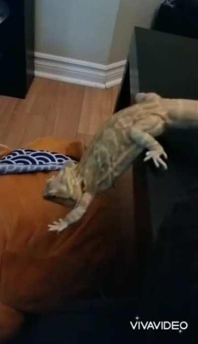 Anyone else have a dragon who love jumping off things?