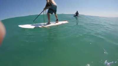 Gigantic squid tries to climb on paddle board