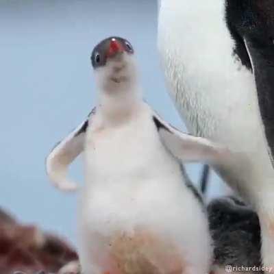 Wiggly little penguin