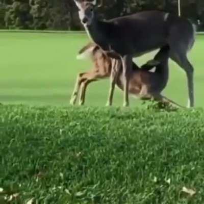 A deer sucking another buck off