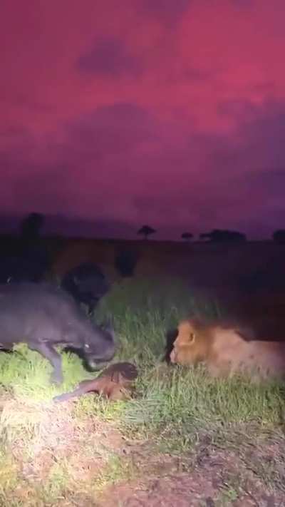 An African buffalo charges at a male lion over a downed buffalo calf and winds up tossing the calf