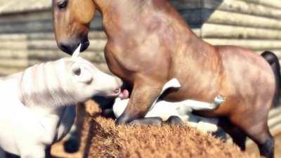 Horse~🐴+Puppy~🐶