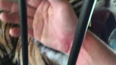 Tiger giving its caretaker the classic feline love bites.