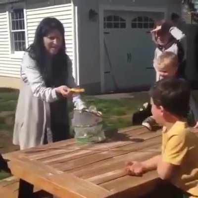 Hatching, raising and releasing butterflies.