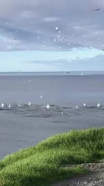 🔥 Gannets fishing 🔥