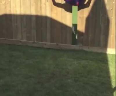 WCGW trying to do a wall flip on a fence in a Spider-Man suit