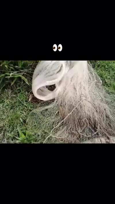 That scream indeed delivered