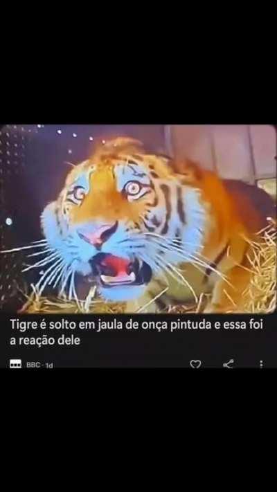 Coitado do tigre ð