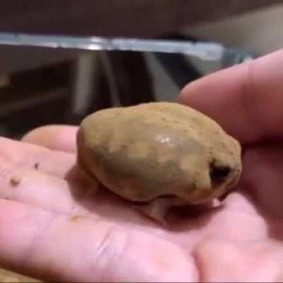 Forbidden truffle. Plz don't bite.