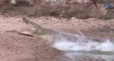 Croc almost devours drinking deer