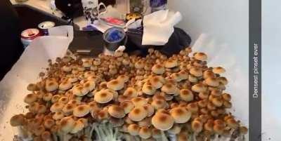 Sadly have to give up this hobby for a while because a “friend” threatened me. Thanks to this community and all the advice. I’ll miss ya.