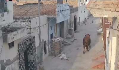 सांड ने मारी *ड!